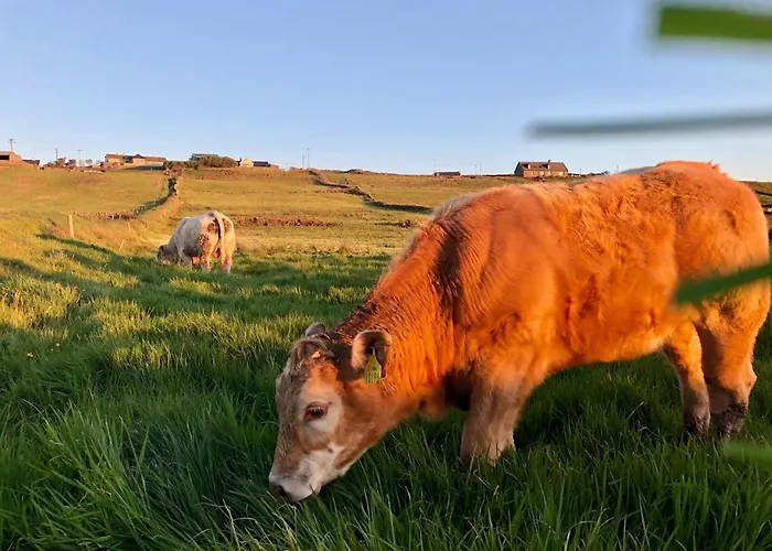 Ocean View Guestrooms B&B 둘린