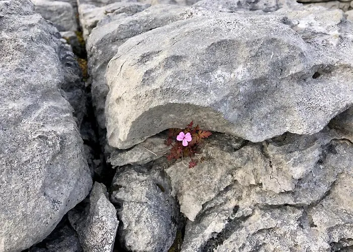 B&B Ocean View Guestrooms 3*